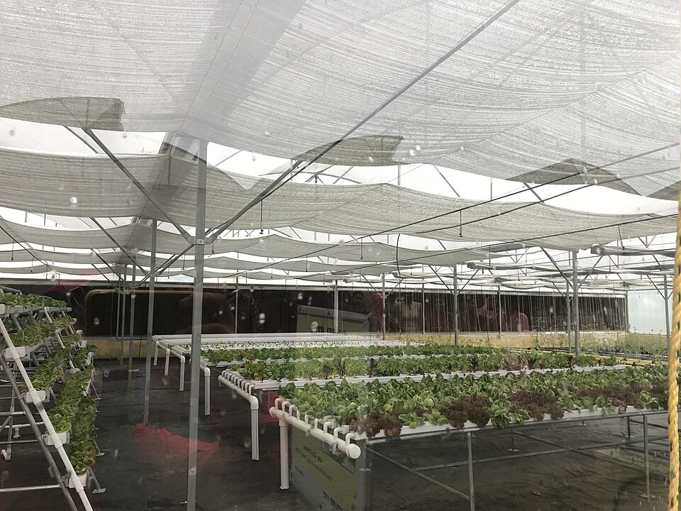 云南云县3000平米叶菜综合水培农场项目