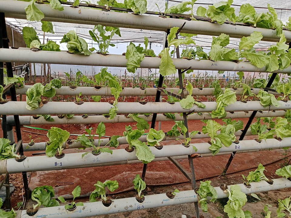 河北怀来县8000平米叶菜垂直农场植物工厂项目