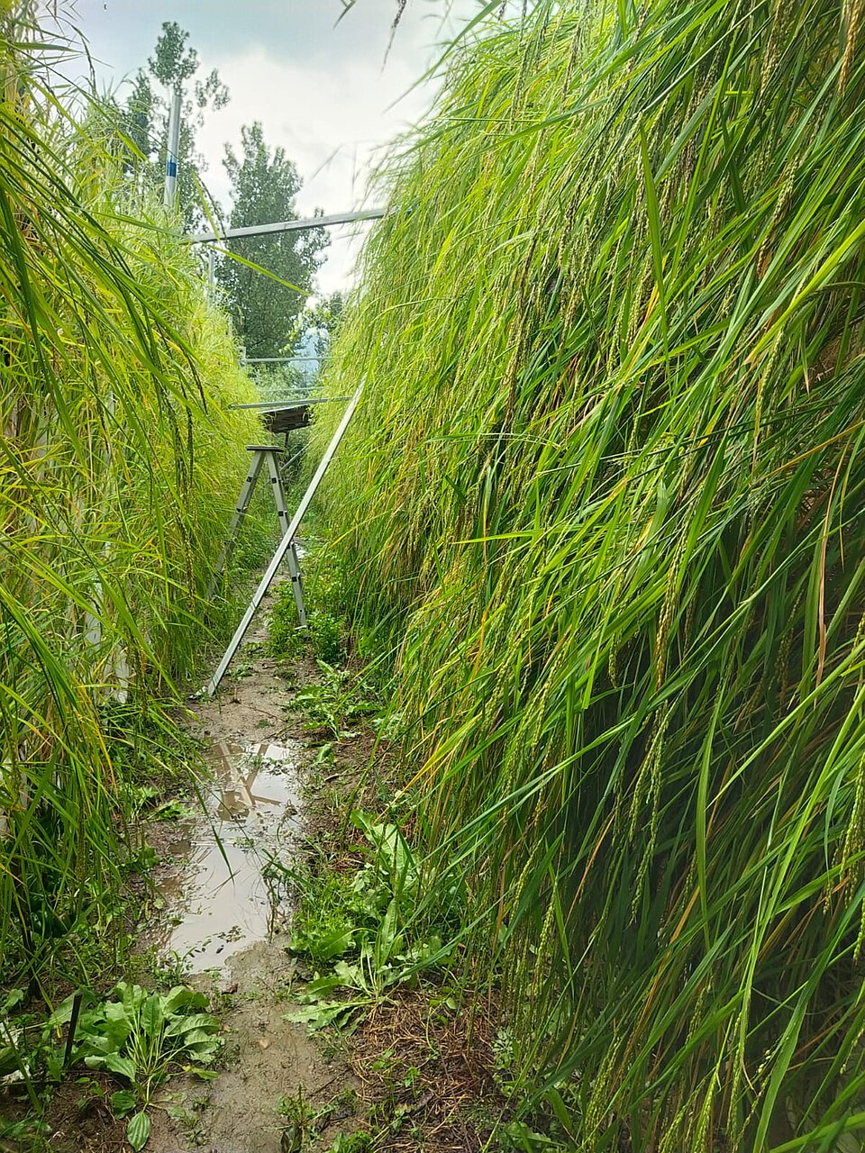 湖南龙山县2000平米芽苗菜垂直农场植物工厂项目