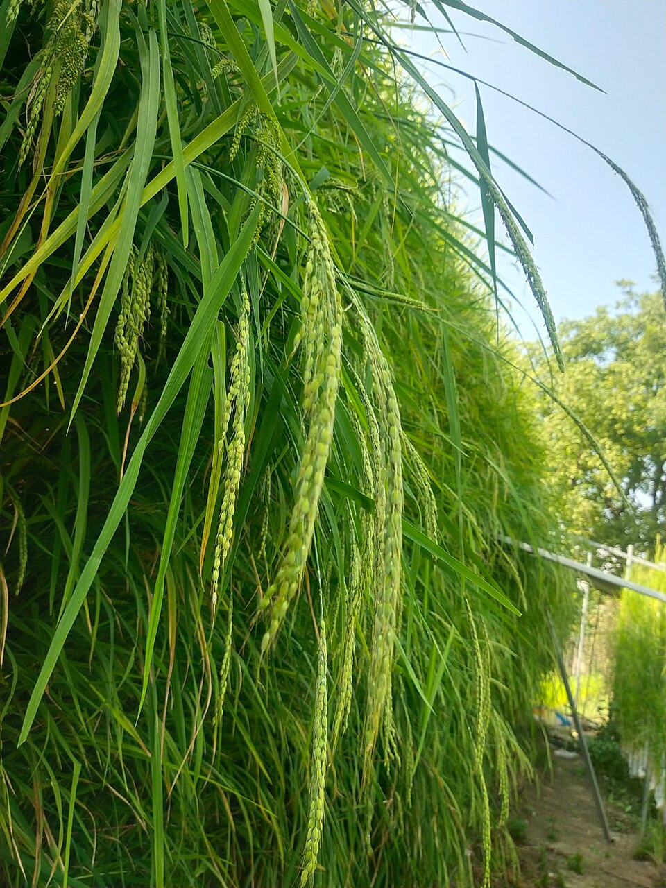 山东桓台县3000平米功能性蔬菜垂直农场植物工厂项目
