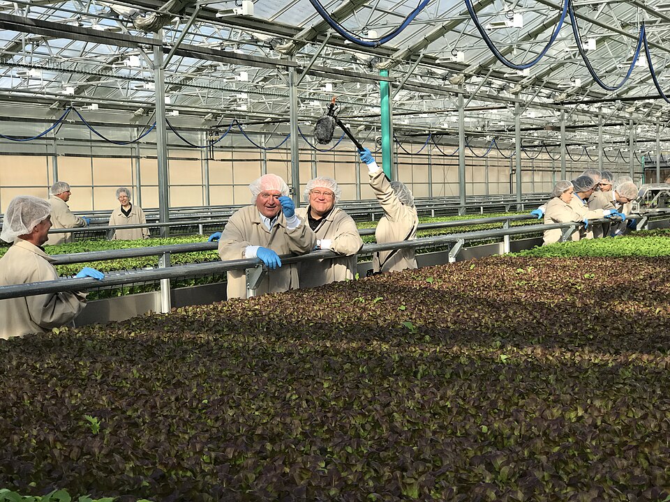 新疆昆玉市6000平米药食同源蔬菜综合水培农场项目