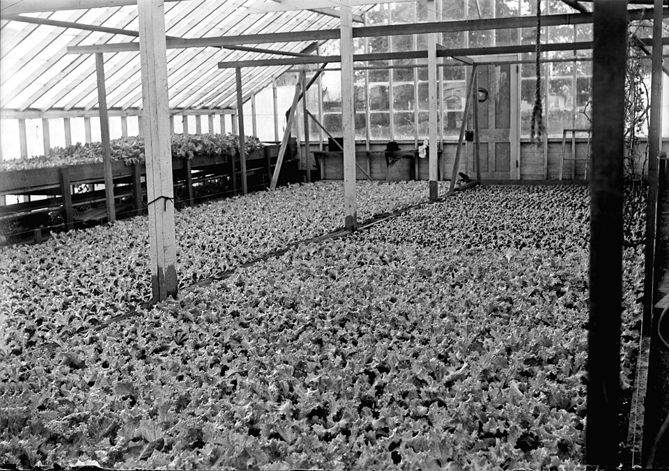 贵州关岭县20000平米菠菜水培叶菜基地项目