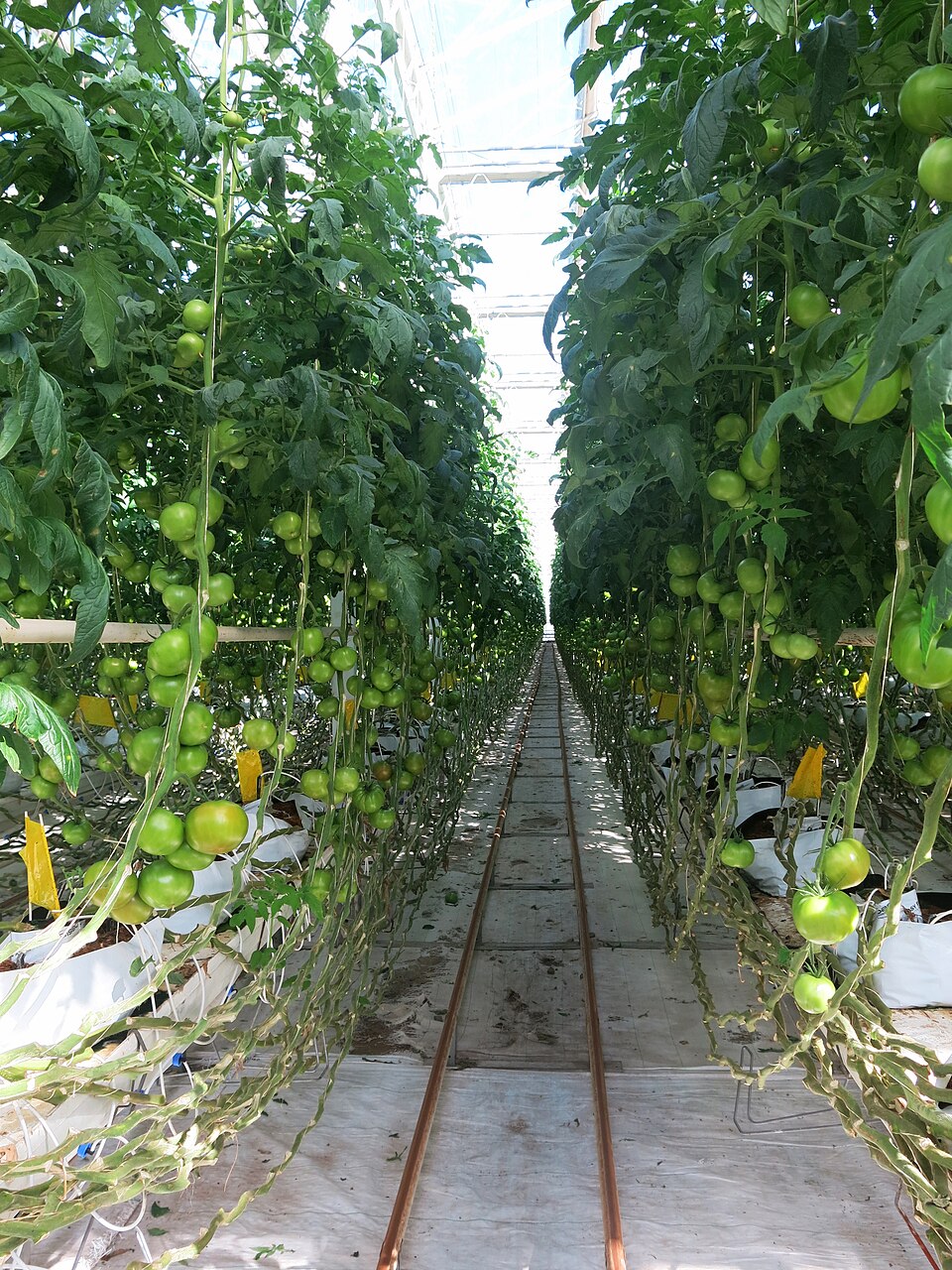 河南内乡县8000平米樱桃番茄水培番茄基地项目