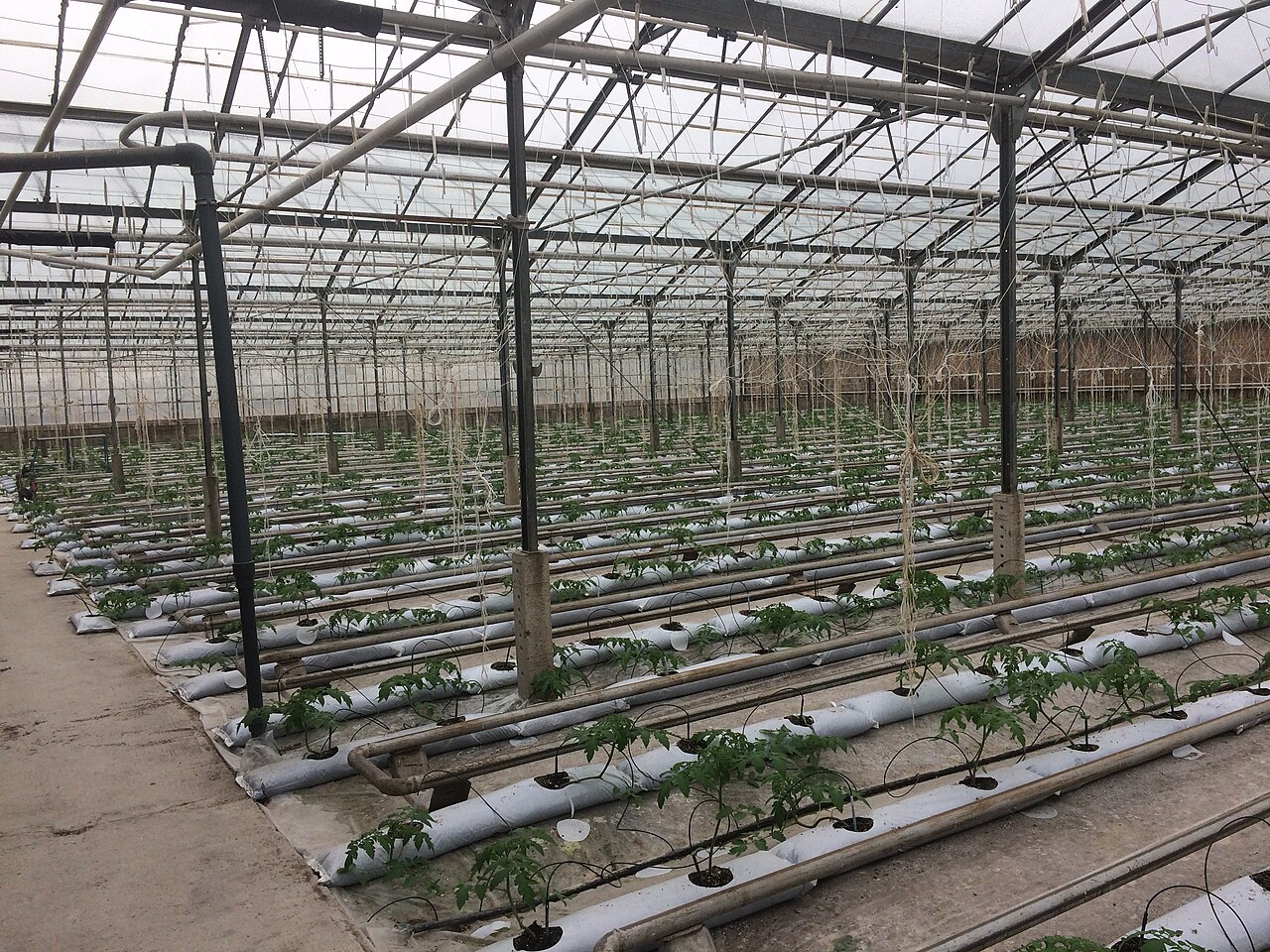 水培多肉植物架