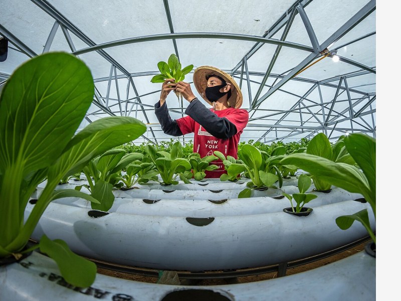 植物工厂蔬菜登上航天餐桌,技术应用走向高端