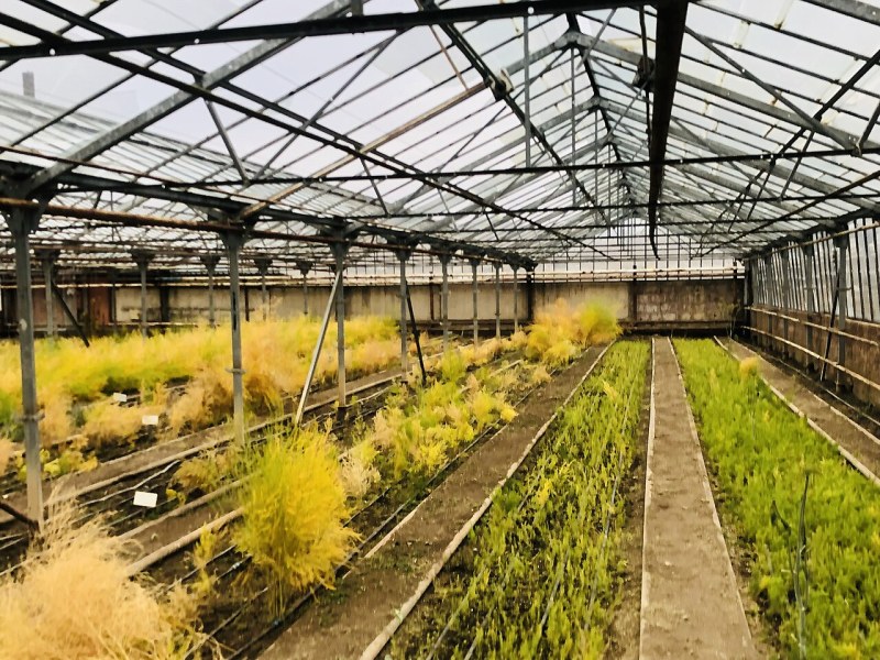 智慧温室助力特色水果种植,车厘子实现国产化