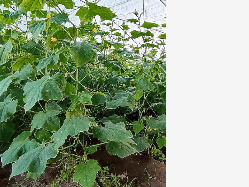 现代温室骨架材料升级,使用寿命大幅延长