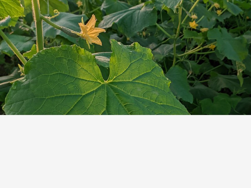 智能温室风幕技术应用,节能保温效果显著