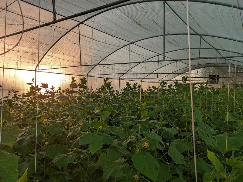 温室二氧化碳施肥技术,增产幅度达两成