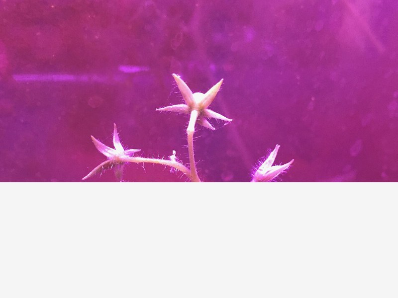 植物工厂产能向西布局,戈壁蔬菜供应改善