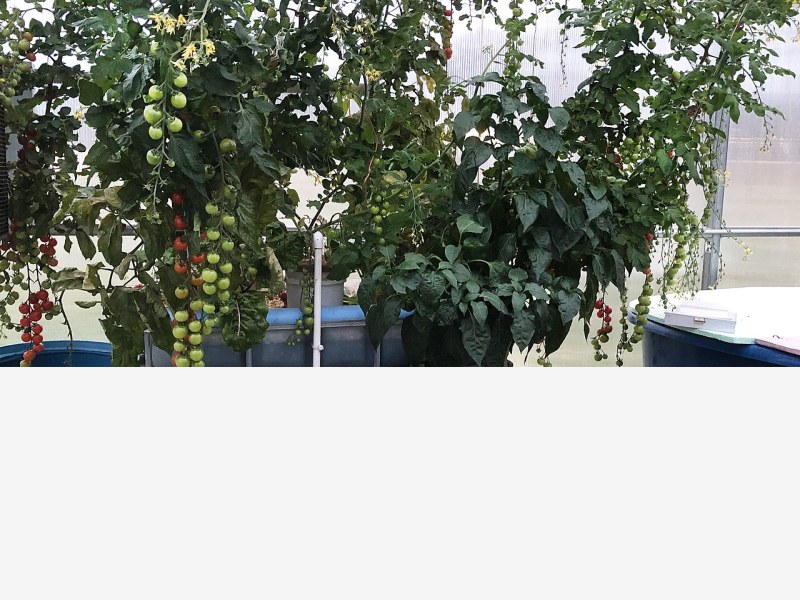 植物工厂叶菜品种筛选,专用品种优势凸显