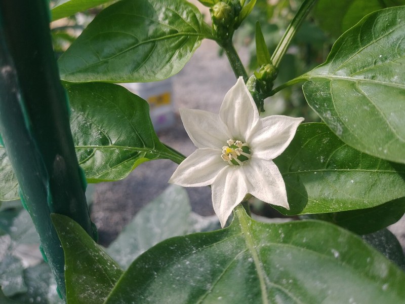 水培韭菜全年供应,割茬生长周期短