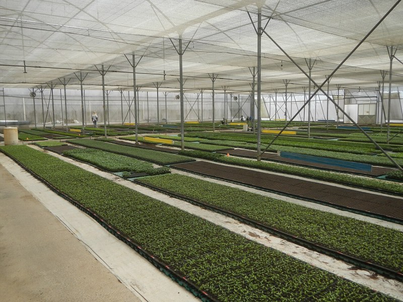 植物工厂引入AI种植,生长模型自动调优