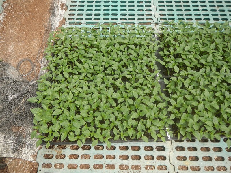 植物工厂碳中和试点,绿色能源自给自足
