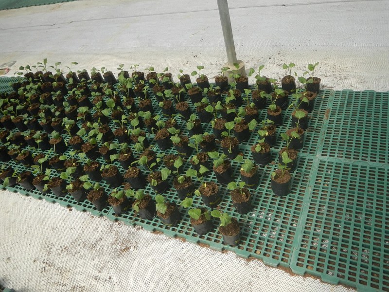 温室补光与紫外杀菌,品质安全双保障