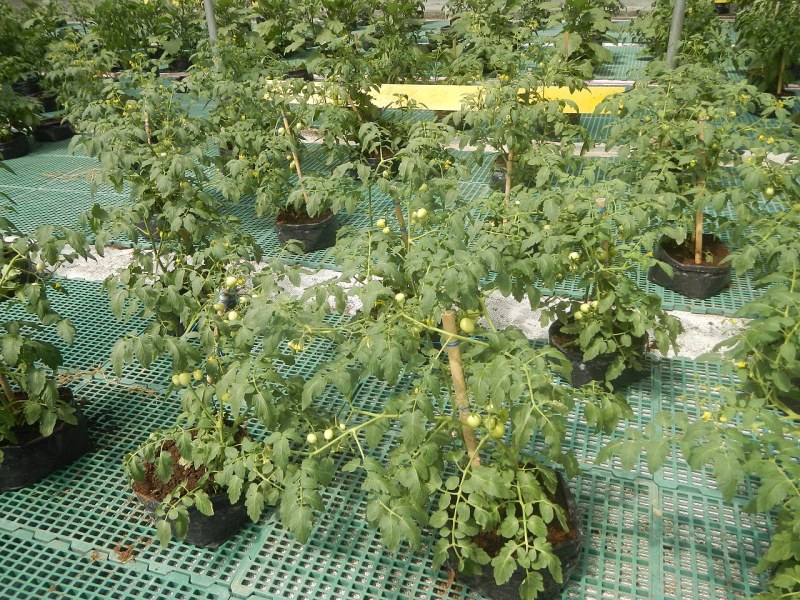 无土栽培进军边防,边疆菜篮子自给