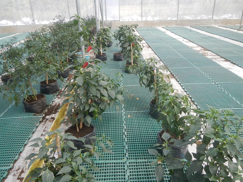 植物工厂灯板散热优化,光衰降低寿命延长