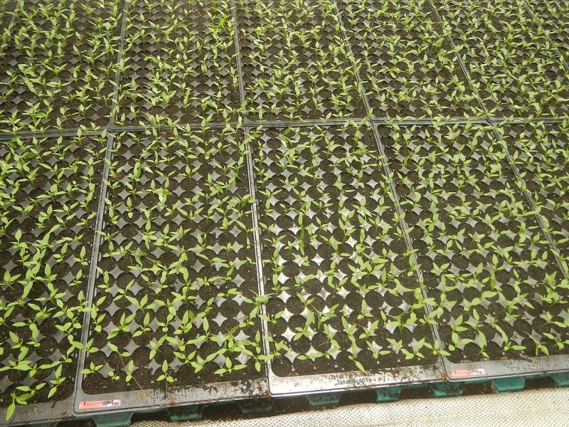 设施黄瓜口感提升,鲜食黄瓜走俏市场
