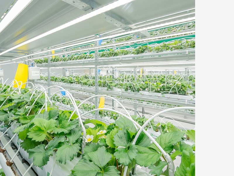 垂直农业商业化落地提速,城市植物工厂迎来投资热