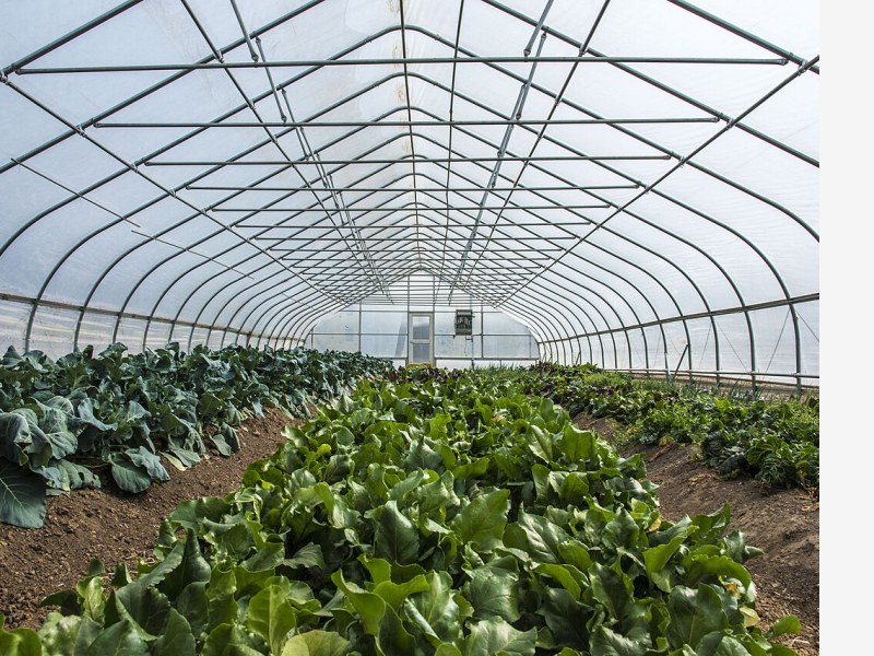 植物工厂发展报告发布,预计市场规模将突破千亿