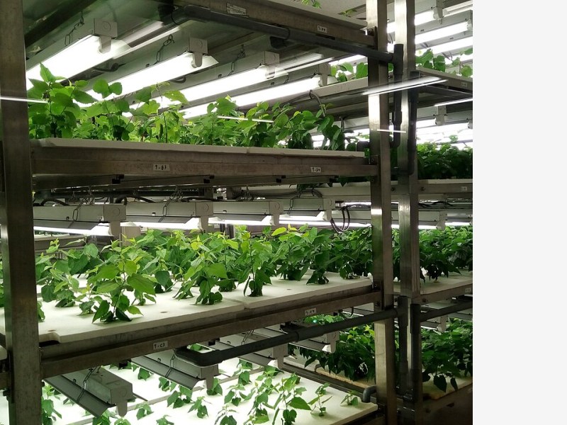 全国设施蔬菜产量稳中有升,智能化改造提速