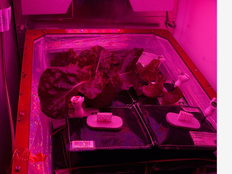 耐盐碱作物育种取得进展,设施种植拓宽利用空间