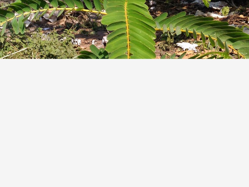 中药材规范化种植推进,设施育苗保障种源