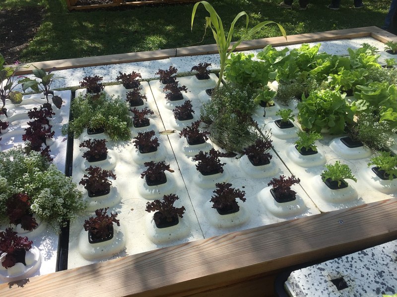 植物工厂走进商超社区,现摘现卖受欢迎