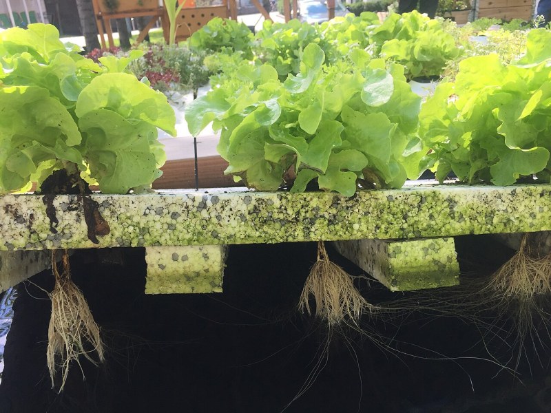 植物工厂水稻种植试验成功,育种加速应用