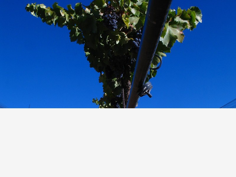 智慧植物工厂落地幼儿园,科普教育从娃娃抓起