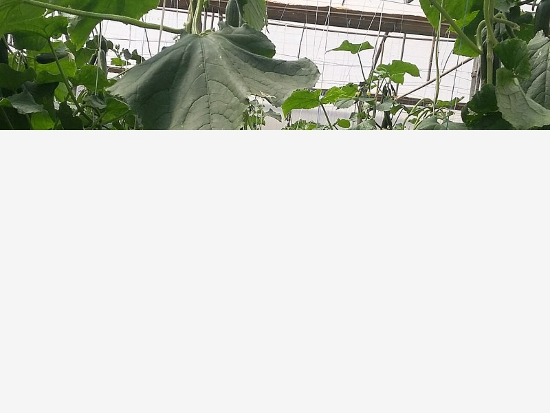 设施蔬菜品牌建设提速,区域公用品牌亮眼