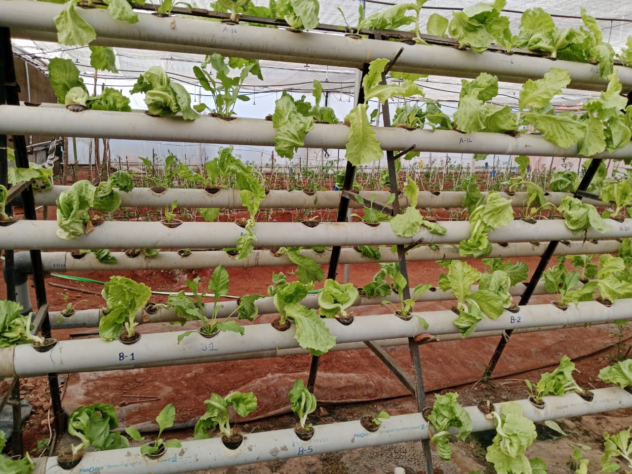 立体水培种植架