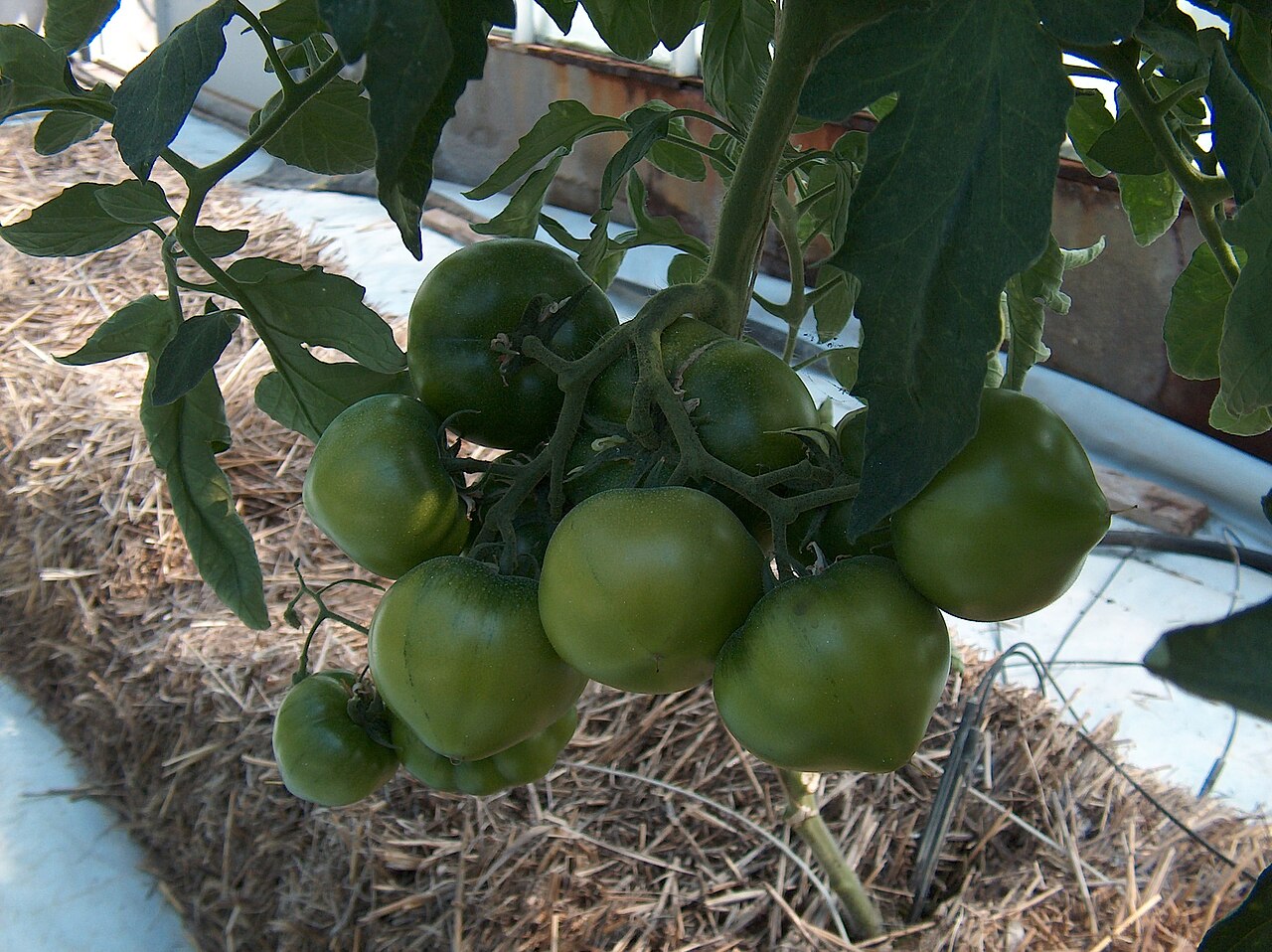水培芹菜种植系统