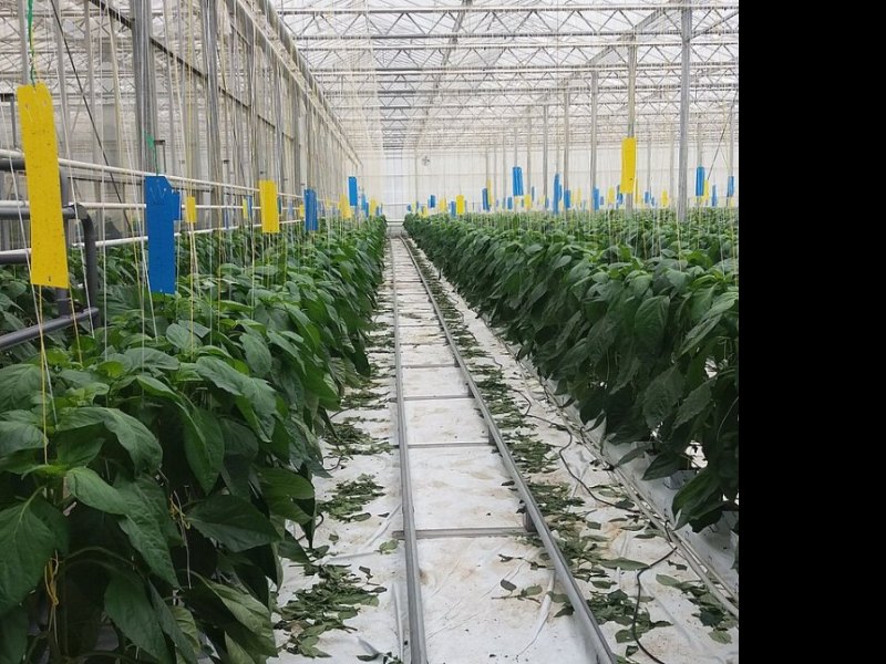 番茄无土栽培设施栽培面积扩容