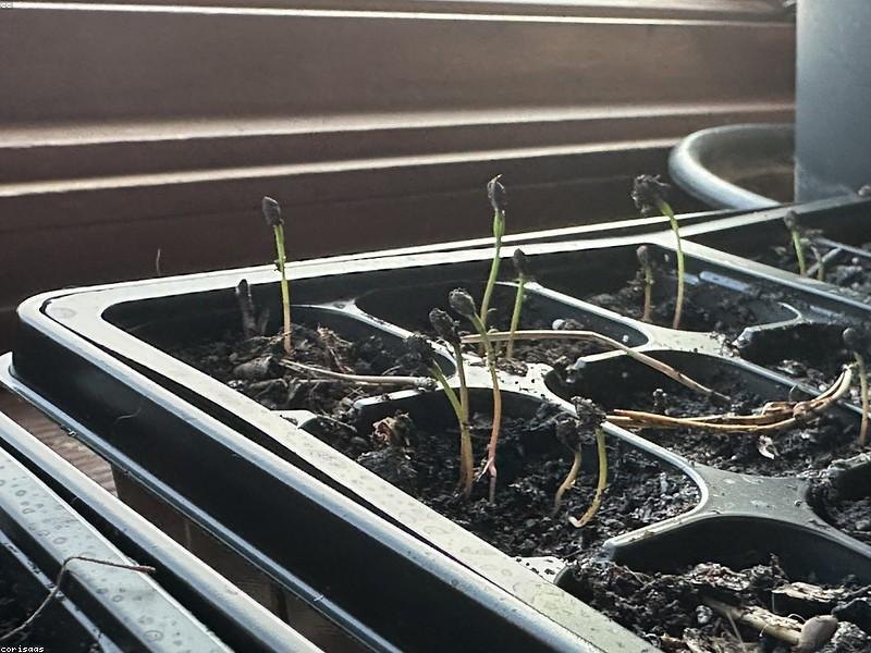 叶菜反季节种植全年稳定供应成常态