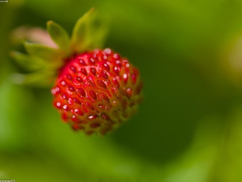 辣椒反季节种植数字化管理见成效